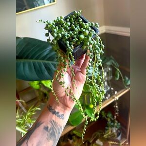 String of Pearls Plant